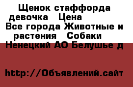 Щенок стаффорда девочка › Цена ­ 20 000 - Все города Животные и растения » Собаки   . Ненецкий АО,Белушье д.